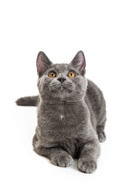 Beautiful Gray Color Young Domestic Shorthair Cat Lying Own Looking — Stock Photo, Image