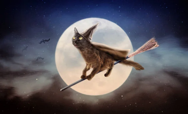 Carino Gatto Nero Vestito Strega Halloween Che Vola Sulla Scopa — Foto Stock