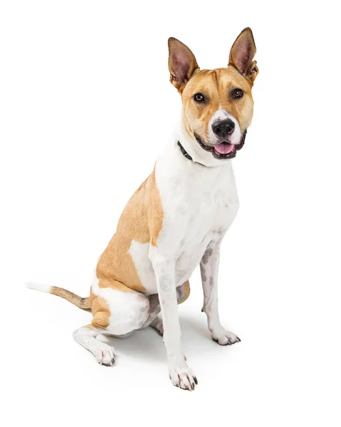 Cão Raça Grande Misturado Bonito Sentado Branco Com Expressão Feliz — Fotografia de Stock