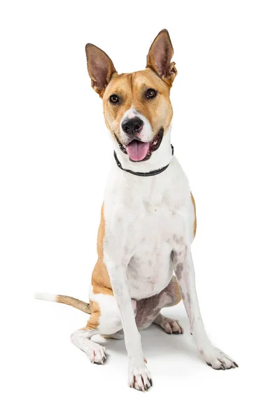 Friendly Mixed Large Breed Dog Happy Expression Sitting White Looking — Stock Photo, Image