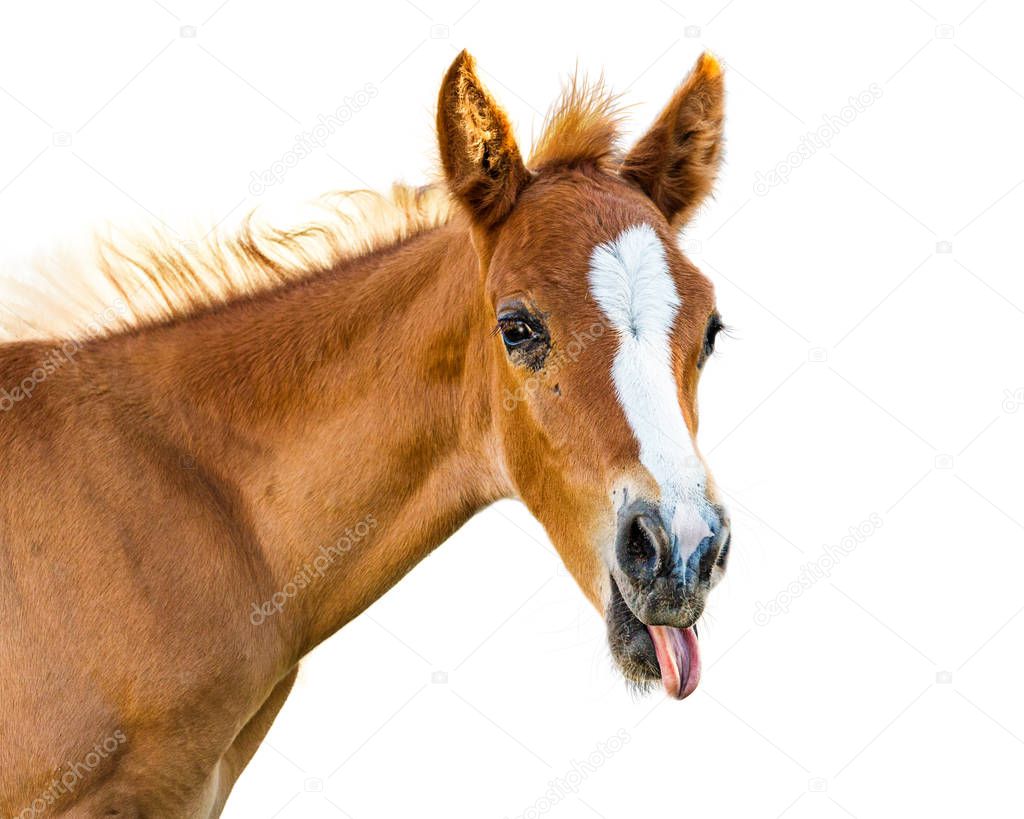 Funny photo of cute young baby horse foal sticking tongue out. Closeup on white