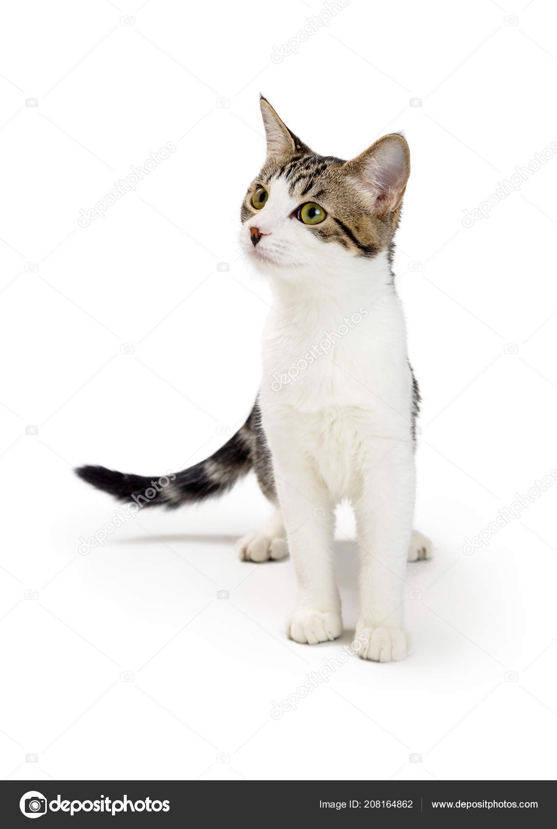 Cute Young Cat White Fur Brown Tabby Markings Standing White Stock Photo by ©adogslifephoto