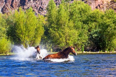 Diğer aygır Mesa Arizona Tuz Nehri'nin su takip aygır