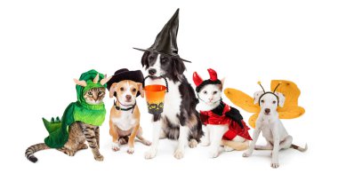 Cadılar Bayramı kostümleri beyaz arka plan üzerinde birlikte satır köpek ve kedi giymiş