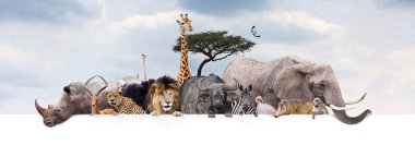Large group of African safari or zoo animals hanging over a white horizontal web banner or social media header with cloudy sky background clipart