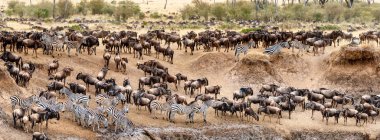 Large herds of wildebeest and zebra on the banks of the Mara River in Kenya Africa during migration season clipart