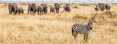 Zebra ve Kenya, Afrika'da büyük sürüsü yatay banner