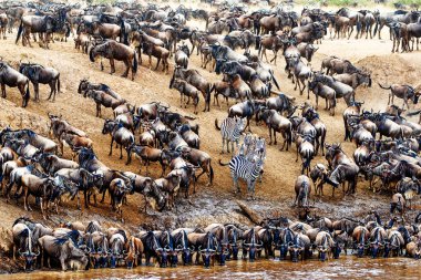 A few zebra standing out in a large crowd of wildebeest in Kenya, Africa clipart