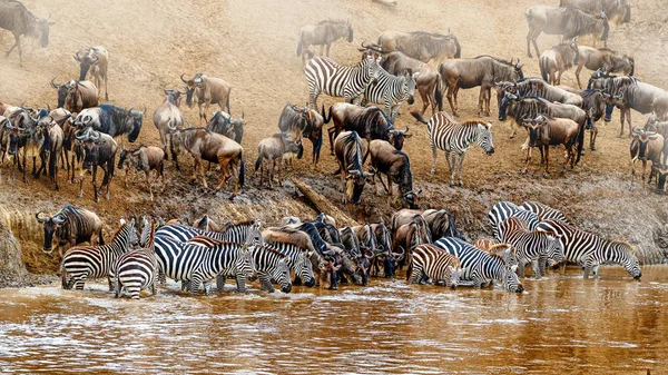 Safari Africano Grande Gnus Cena Migração Zebra Rio Mara Quênia — Fotografia de Stock