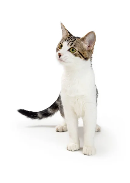 Cute Young Cat White Fur Brown Tabby Markings Standing White — Stock Photo, Image