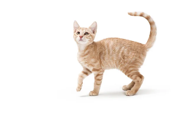 Lindo Juguetón Buff Color Tabby Gatito Pie Lado Mirando Hacia — Foto de Stock