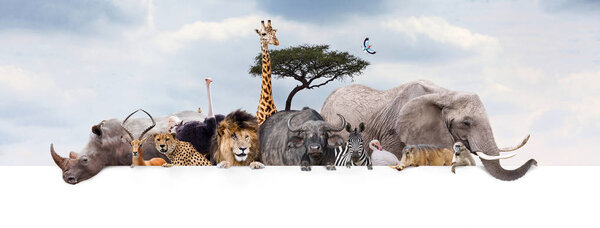 Large group of African safari or zoo animals hanging over a white horizontal web banner or social media header with cloudy sky background