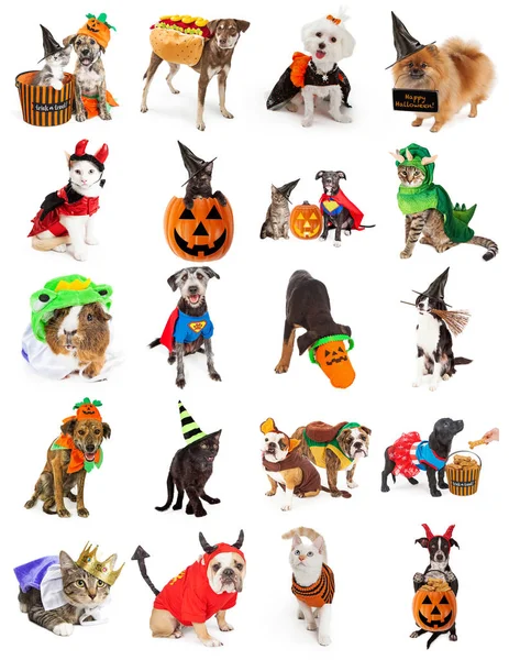 Set Twenty Cute Funny Pet Photos Halloween Costumes Props Isolated — Stock Photo, Image