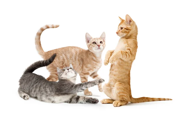 Three Cute Playful Young Kittens Ifferent Color Tabby Fur Buff — Stock Photo, Image