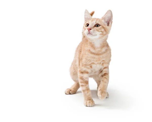 앞으로 줄무늬 모피와 고양이 — 스톡 사진