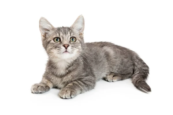 Carino Giovane Colore Grigio Gattino Tabby Sdraiato Sul Bianco Guardando — Foto Stock