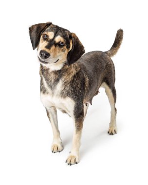 Şirin orta boy kahverengi köpek ayakta baş eğme ve tatlı bir ifadeyle kameraya bakarak beyaz zemin üzerine