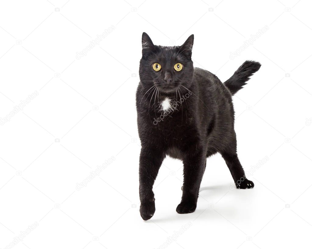 Active adult black cat walking forward on white looking at camera