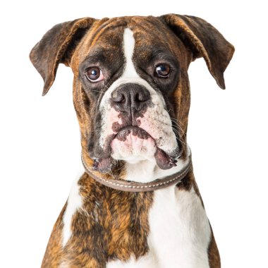 Merkezi bakan ve düz ileriye dönük Boxer safkan köpek closeup portresi