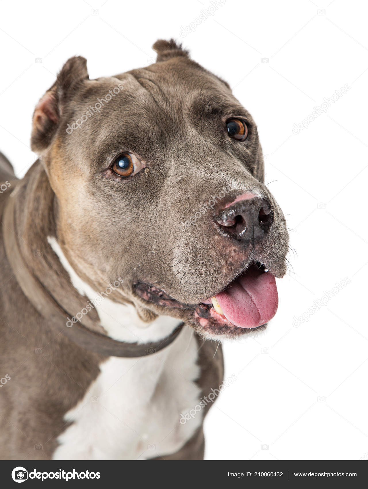 Détention Chiens Dangereux Site De Ercepresliffre