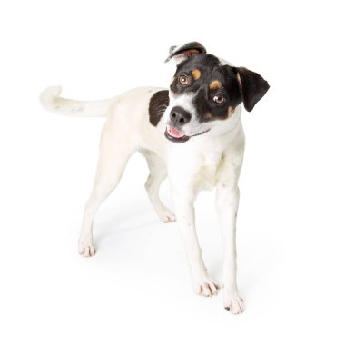 Terrier köpek ile Crossbreed açık ağız ve beyaz iple üzerinde mutlu ifade ayakta