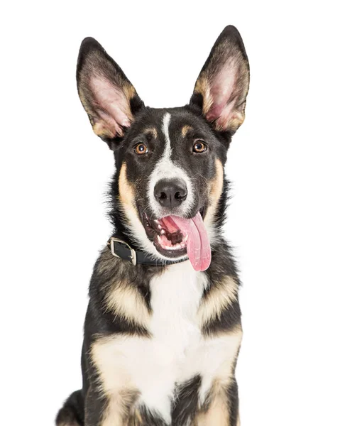 Cão Cachorro Raça Mista Pastor Bonito Virado Para Frente Olhando — Fotografia de Stock