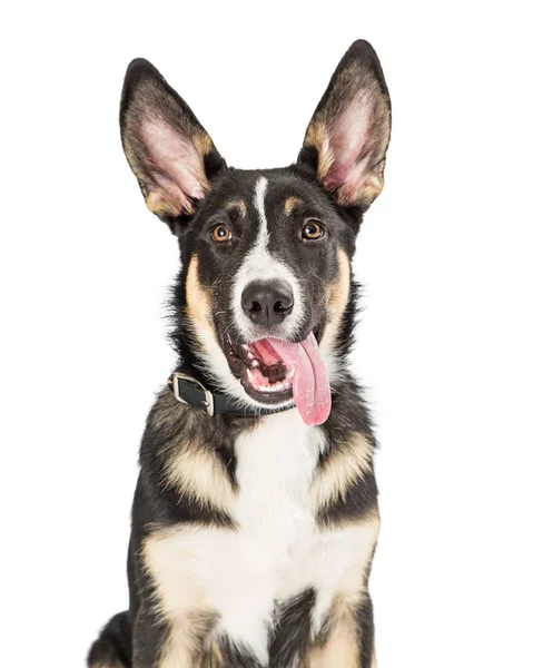 Cute Shepherd Mixed Breed Puppy Dog Facing Forward Looking Camera — Stock Photo, Image