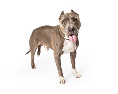Amerikan Staffordshire Terrier doğurmak köpek ayakta beyaz ağız ile dört gözle üzerine açık gri ve beyaz renk