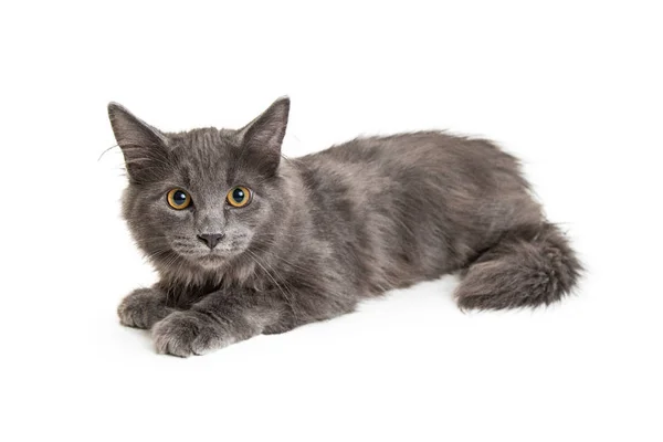 Gato Bastante Gris Acostado Lado Sobre Fondo Blanco Mirando Hacia — Foto de Stock