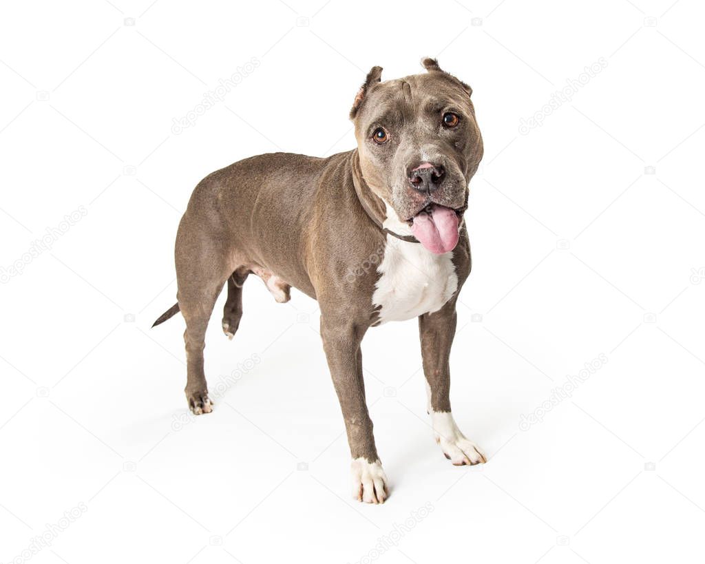 Grey and white color American Staffordshire Terrier breed dog standing on white looking forward with mouth open