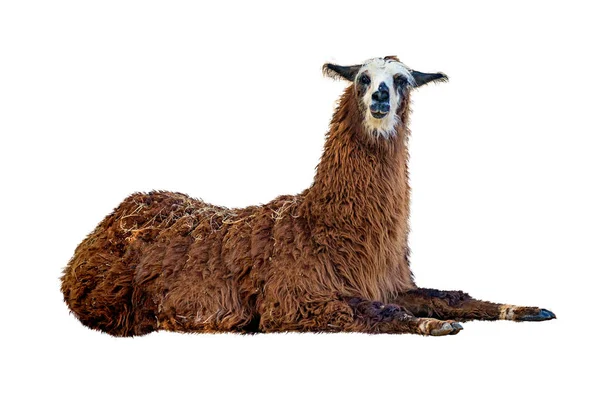 Brown Llama Lying White Background Looking Camera — Stock Photo, Image