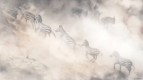 Zebras Correndo Subida Gnus Saltando Descida Margem Rio Mara Durante — Fotografia de Stock