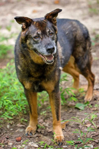 Açık havada ifade gülümseyen ile ayakta mutlu ve sağlıklı eski üst düzey çoban karışık cins köpeği