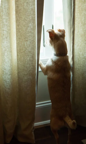 Ensam Liten Hund Med Separeringen Ängslan Tittar Fönstret Med Solljus — Stockfoto