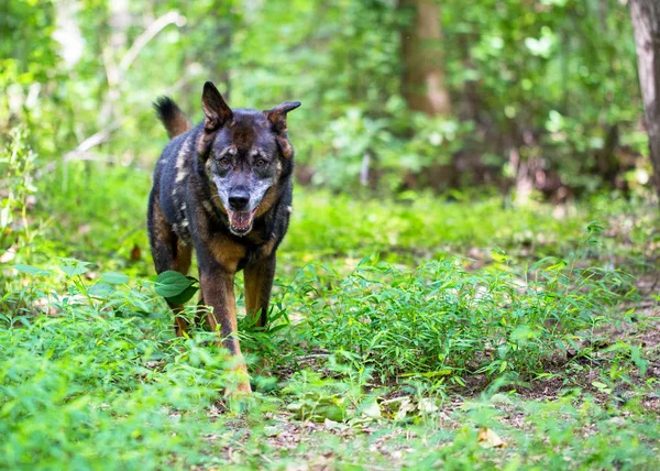 古いシニア大きいシェパード交配夏の日の森の中を走っている犬 — ストック写真