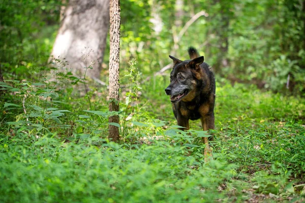 古いシニア大きいシェパード交配夏の日の森の中を走っている犬 — ストック写真