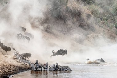 zebra ve antilop sıçramak içine Kenya Mara Nehri, Afrika göç mevsiminde sürüleri
