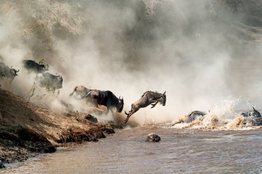 Havada tehlikeli Mara Nehri ile tozlu dramatik arka plan içine sıçrayan geçirme wildebeest