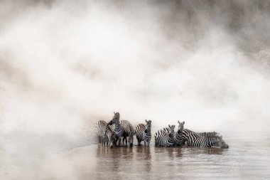 Afrika Mara Nehri su dramatik tozlu zemin üzerine geçirme zebra durdurma fordrink sürüsü