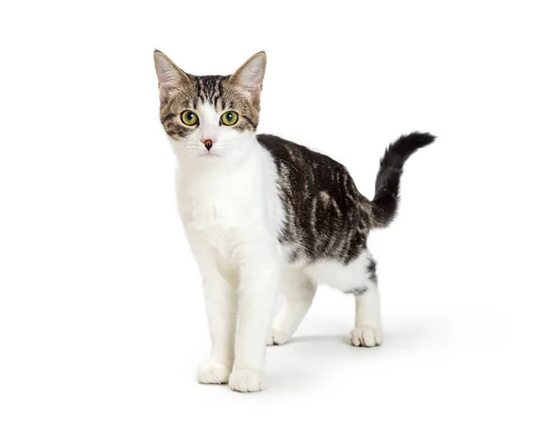 Binnenlandse Korthaar Kat Met Wit Zwart Tabby Bont Witte Achtergrond — Stockfoto