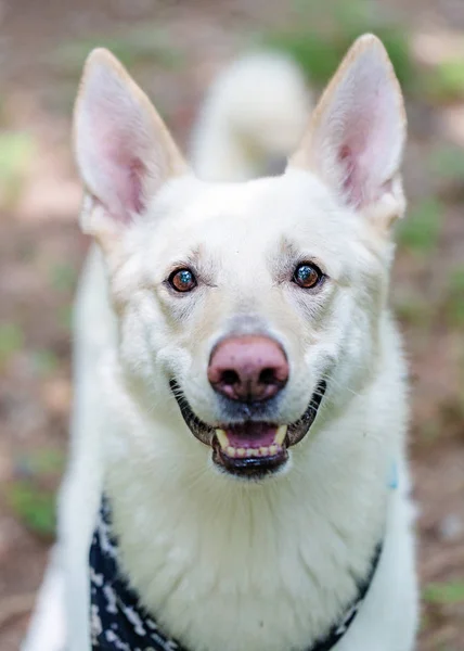 Vriendelijke Jonge Witte Herder Zoek Naar Camera Met Open Mond — Stockfoto