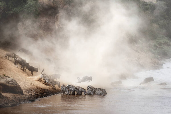 Dramatic scene of wildebeest and zebra crossing over Mara River in Kenya, Africa during migration season