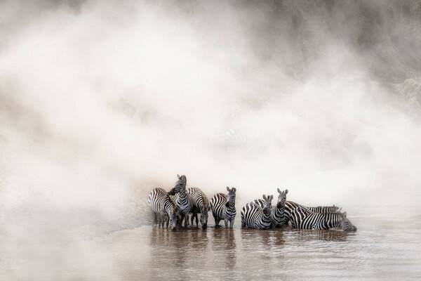 Herd of migrating zebra stopping fordrink of water in Africa Mara River on dramatic dusty background