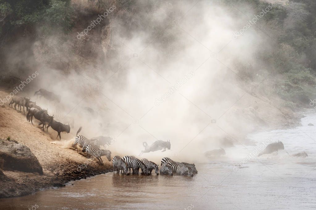 Dramatic scene of wildebeest and zebra crossing over Mara River in Kenya, Africa during migration season