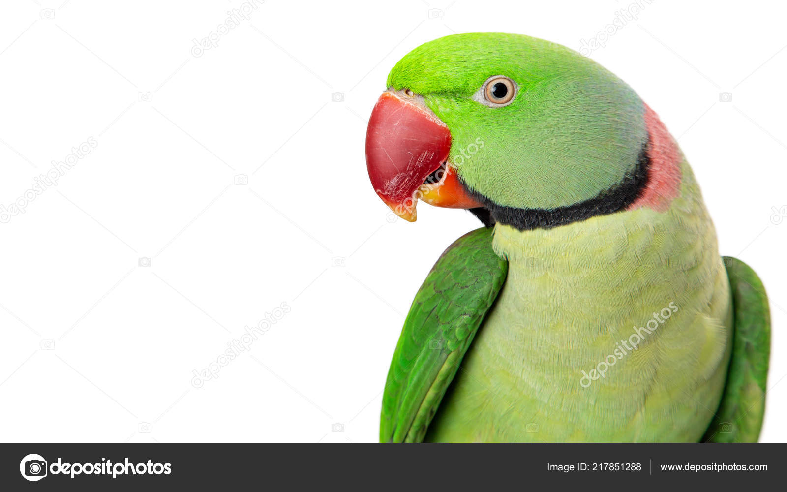 Alexandrine online parrot