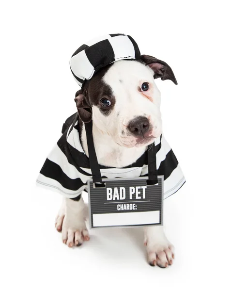 滑稽有罪的狗穿条纹囚犯服装和坏的宠物标志 万圣节概念 — 图库照片