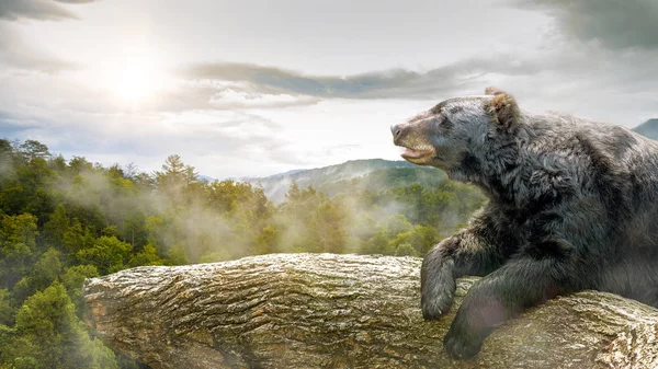 Grande Urso Marrom Deitado Árvore Pôr Sol Com Vista Para — Fotografia de Stock