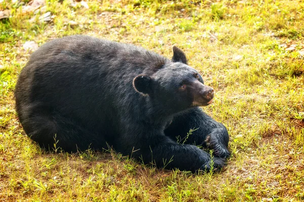 Grande Urso Marrom Deitado Grama Olhando Para Cima — Fotografia de Stock