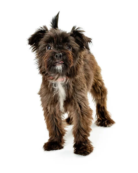 Cute Black Mixed Terrier Breed Dog Standing White Looking Camera — Stock Photo, Image