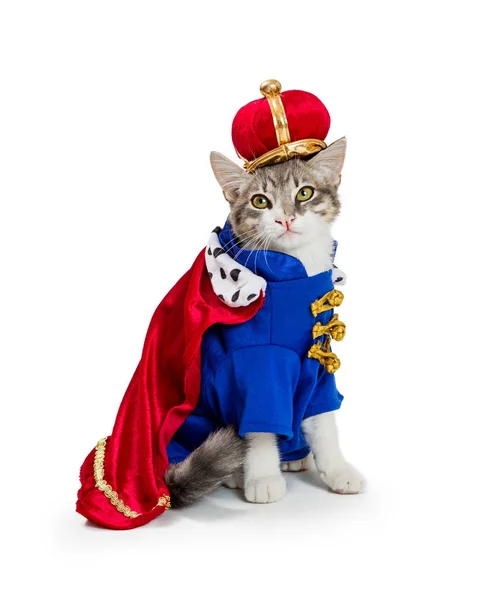 Αστεία Γάτα Φορώντας Βασιλικό Βασιλιά Απόκριες Φορεσιά Απομονωθεί Λευκό Φόντο — Φωτογραφία Αρχείου